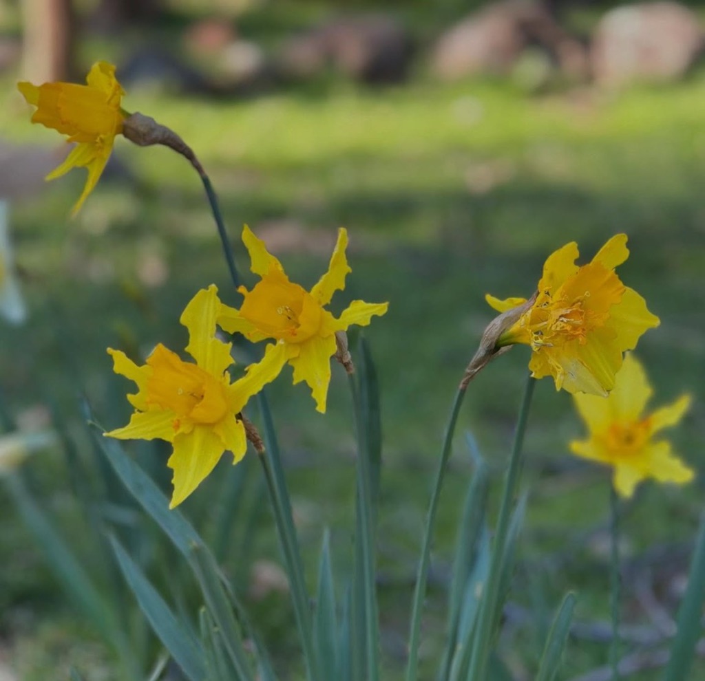 Spring daffodils blooming in a Sierra foothill meadow
